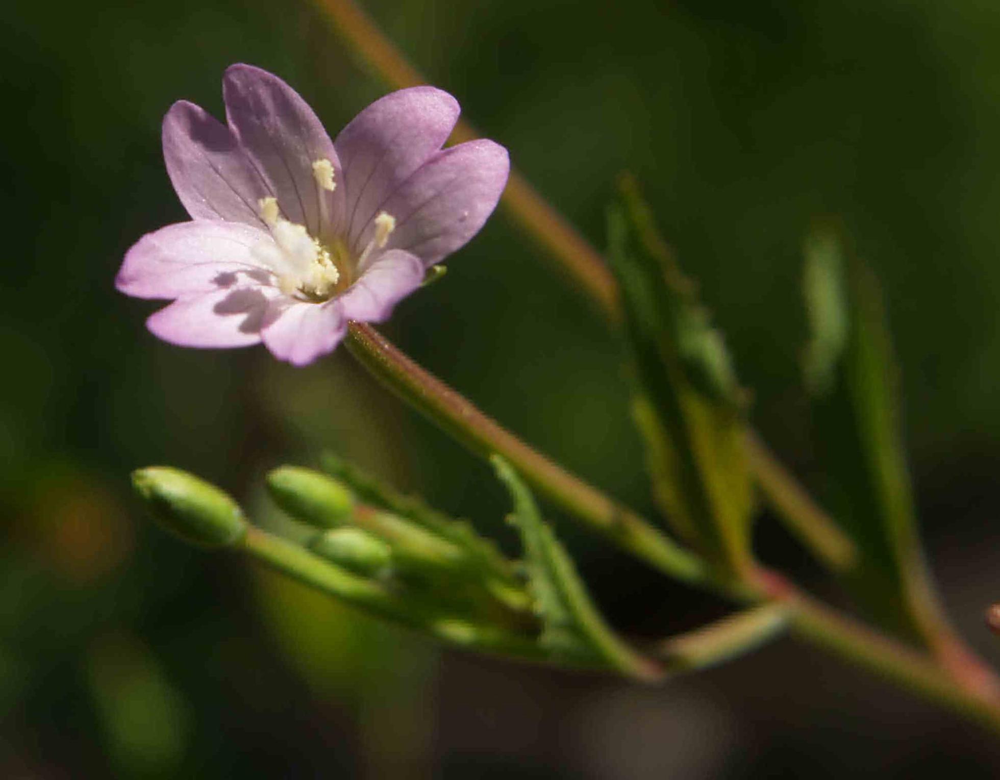 Willow-herb, Broad leafed